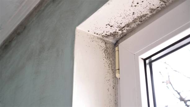 Best Crawl Space Mold Removal  in Val Verde Park, TX