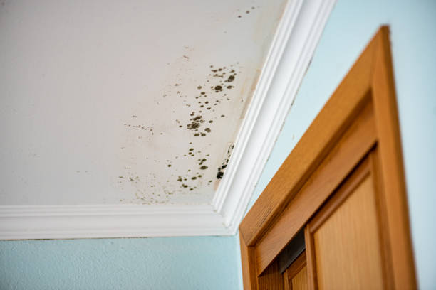 Best Commercial Mold Removal  in Val Verde Park, TX