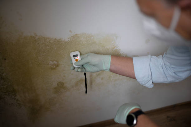 Home Mold Removal in Val Verde Park, TX