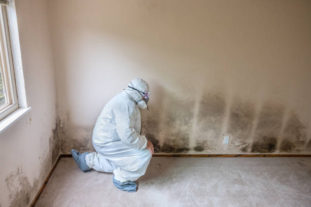 Best Mold Testing  in Val Verde Park, TX